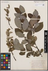 Foto von Salix cinerea L. x Salix nigricans Sm.